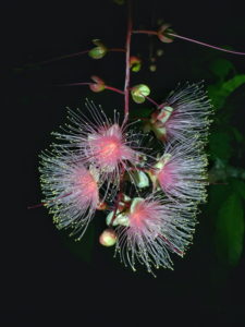 今年も那覇でサガリバナが咲く季節になりました。鑑賞会情報のまとめ