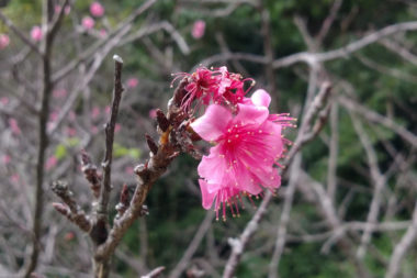 沖縄ではもう桜が咲いています!沖縄県内の桜の名所や祭り情報まとめ