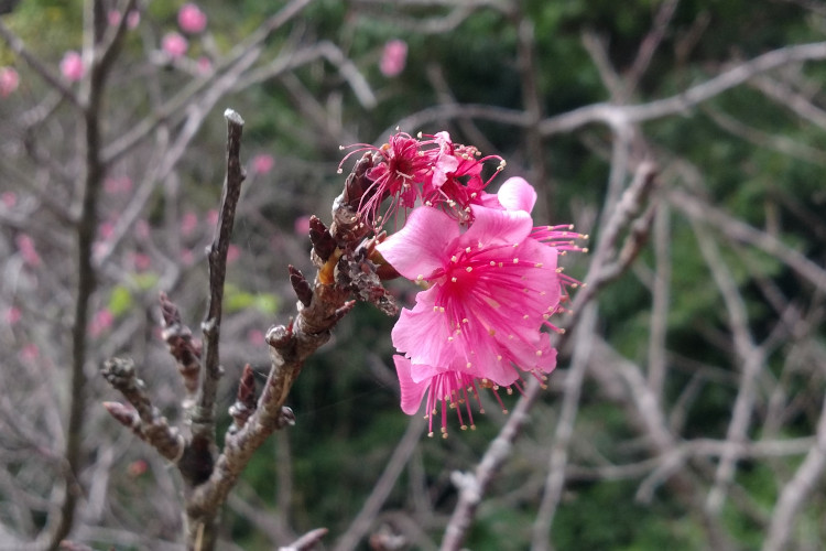 沖縄ではもう桜が咲いています！沖縄県内の桜の名所や祭り情報まとめ